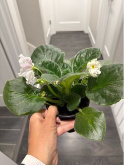 Huge snow white African violet plant indoor very beautiful