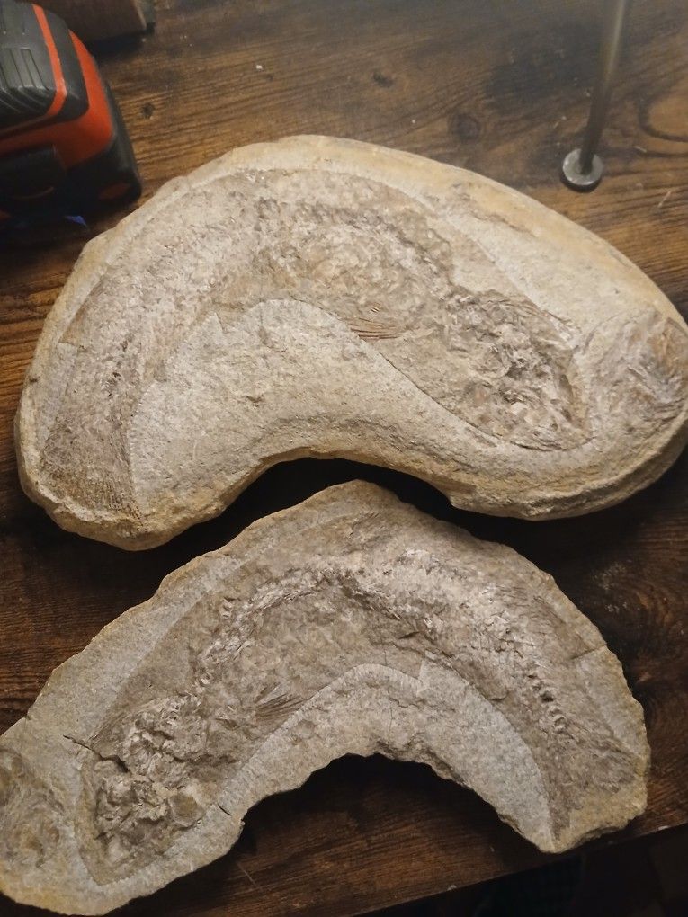 Cretaceous period fish fossil. Tharrhias araripis. 145 millions years old