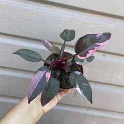 4” pink princess philodendron