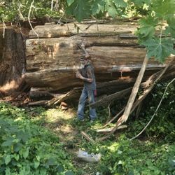 Cedar Logs