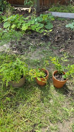 Pomegranate trees