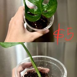 Adansonii Mint Fully Rooted Variegated Plant