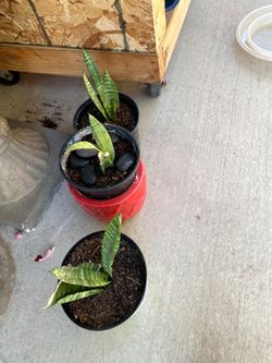 Plants for sale