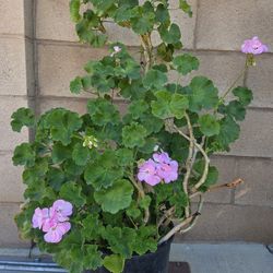 Malva/jeranio Plant