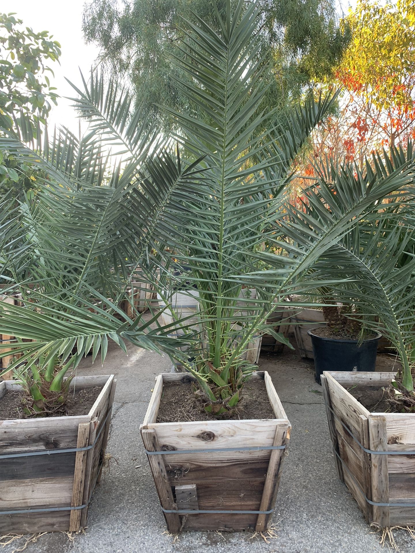 Medjool Date Palm Tree