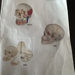 Anatomy