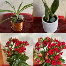 House Plant Bundle 