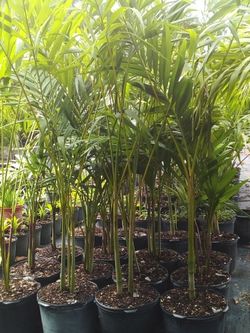 OPEN TODAY! CHRISTMAS PALM IN 7 GALLONS OVER 4' WITH MULTIPLE TRUNK FOR ONLY $30 ONLY A FEW LEFT!