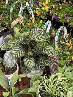 Indoor,outdoor,cactus,succulents All Available