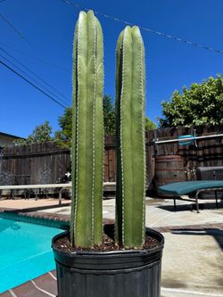 Cactus Plant (Mexican Fence Post)