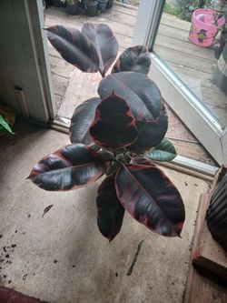 Ficus ruby plant