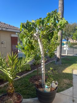 Figs trees