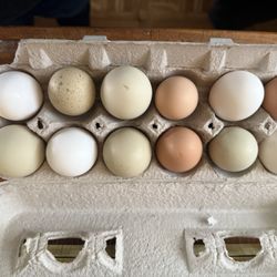 Organic Eggs