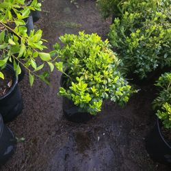 Whelers Plants 
