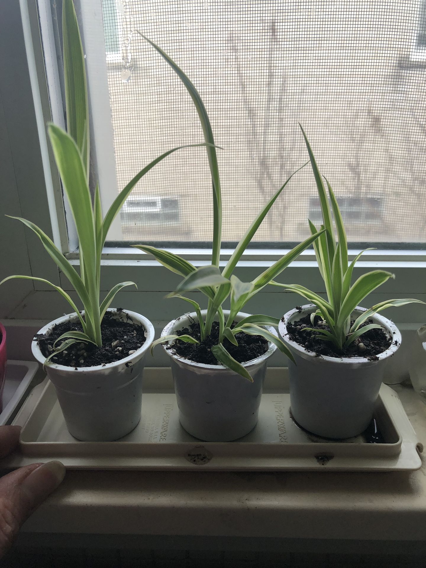 Spider plants in keureg pot $2.00 each