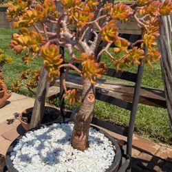 Mini Jade Bonsai 28 In. High Ceramic Pot