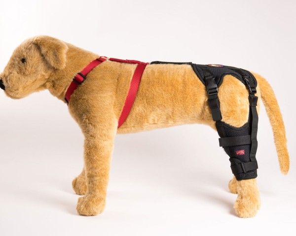Ortho Dog Brace