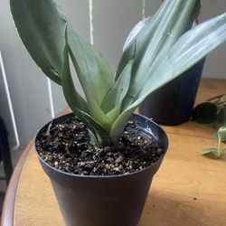 sansevieria moonshine