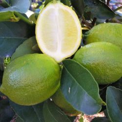 Cit - Lime Bearss Tree