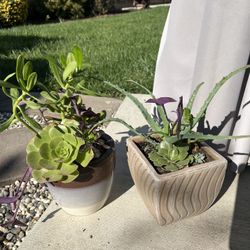 Many Beautiful Succulents Available 
