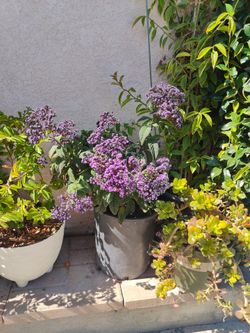 Heliotropum Fragrant Bloom