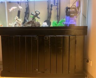 55 Gallon Fish Tank Setup – $600 OBO