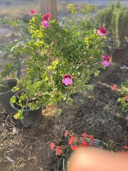 Plant Sale 🪴 🌱 🌹 🌳 🌴 🌲 🌼 🌷 (contact info removed)
