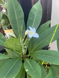 Plumerias For Sale