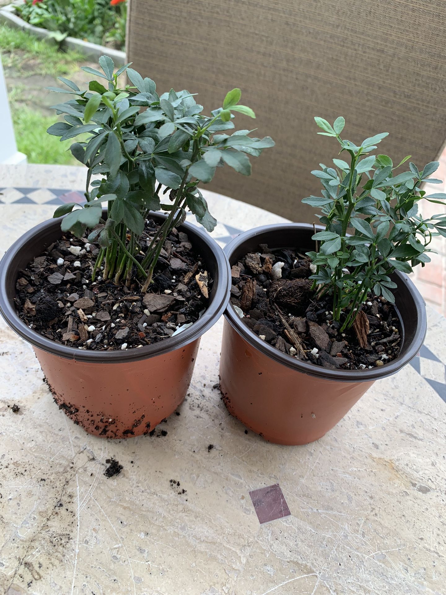 Two Medium Size Miniature Dragon Trees Thant Can Be Twisted Together To Form Unique Growing Pattern. Perennial So Comes Back Each Year, Easy Care
