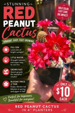 Red peanut cactus 🌵❤️