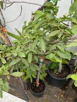 Guava Trees