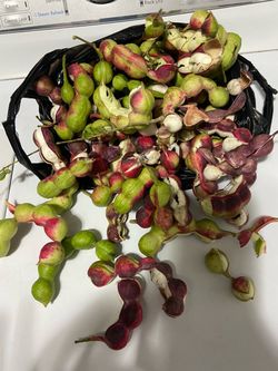 Guamuchiles