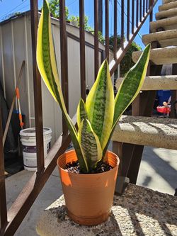 Snake Plants Multiple Available 