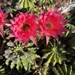 Echinopsis Hybrid Big Flower Whit Fragrant. Bonitos Cactus Flor Grande Hybridos $4 - Variedad De Colores Y Precios