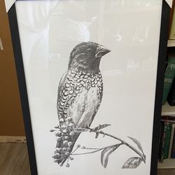 New Bird Sketching on Branch ::  Quality Framing ::  24" x 36" 