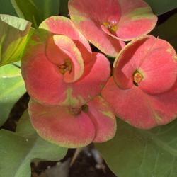 Different Colored Crown Of Thorns 🪴🩷💛❤️