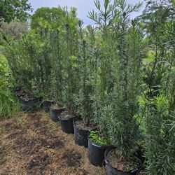 Odiados Over 4 Feet Tall Full Green  Fertilized  Ready For Planting Instant Privacy Hedge  Same Day Transportation 