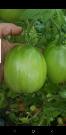 big pink tomato plant plants