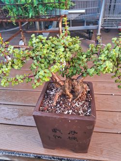 Bonsai Old Jade  Pick Up Only. No Shipping Available