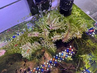 Rotala rotundifolia & dwarf grass aquatic plant