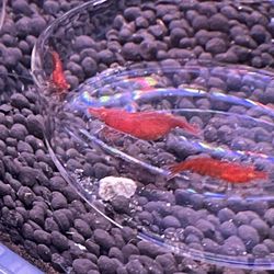 Shrimp Tank Food Tray Feeding Dish