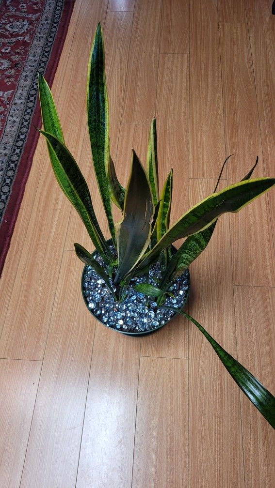 Snake Plant
