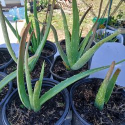 Aloe Vera 