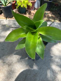 Unique plant / planta