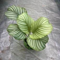 6” Calathea Orbifolia Big Leafs