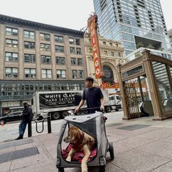 Extra Large Dog Stroller – Holds Up to 160 lbs – Only $85 (Originally $220!)
