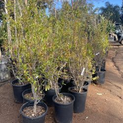 5 Gallon Size- Pomegranate Trees- Avocado Trees- Loquat Trees- Fig Trees- Peach Trees- Pear Trees- Nectarine Trees- Cherry Trees- Guava Trees 