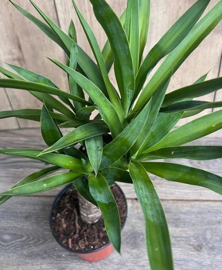 Yucca Plants