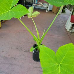 Elephant Ear Plant In 5gal Pot Over 3ft Tall
