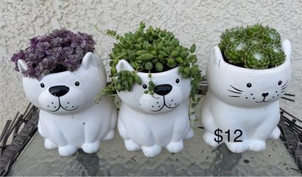 Great succulent gifts